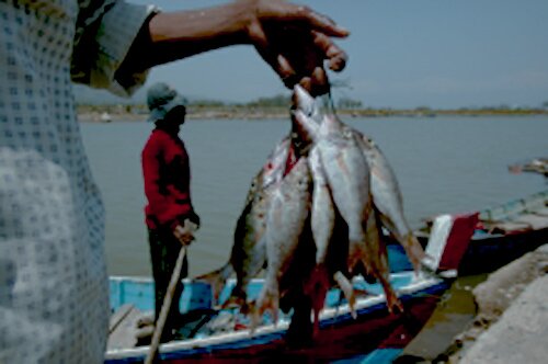 La mayor parte de la producción pesquera en Indonesia se obtiene de forma artesanal