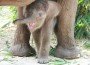 Bebe de elefante nace en el Parque Nacional indonesio de Tesso Nilo