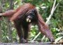 Orangutan en Borneo