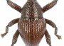 Una de las especies de escarabajo descubiertas en Indonesia, 'Trigonopterus attenboroughi', bautizada en honor al naturalista sir Richard Attenborough.