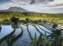 Los campos de arroz salpican la geografía de la isla